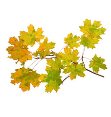 Branch of autumn maple leaves isolated on white background