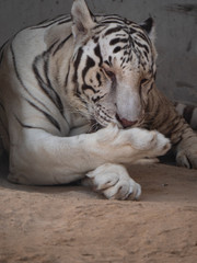 White Bengal Tiger held in captivity