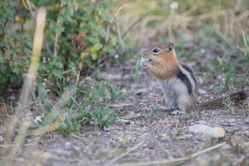 Chipmunk