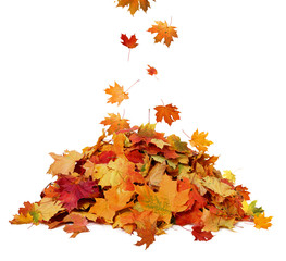 Pile of autumn colored leaves isolated on white background.A heap of different maple dry leaf .Red...