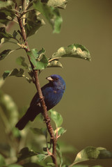 Indigo Bunting (Passerina Cyanea) Male