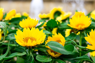 Sunflowers in the garden