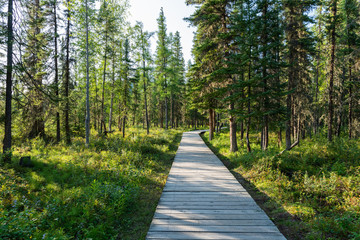 Boardwalk to the hot springs in Liard River Hot Springs Provincial Park, British Columbia, Canada