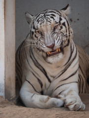 White Bengal Tiger held in captivity