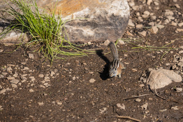 Chipmunk