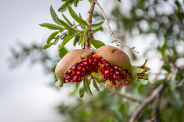 A fully ripe Pomegranate burst in its tree branch produced in Oman.