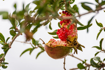 A fully ripe Pomegranate burst in its tree branch produced in Oman.