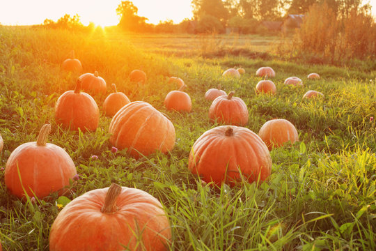 field with pumpkins at sunset