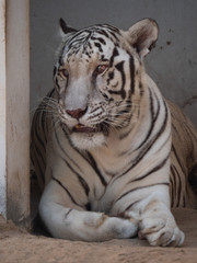 White Bengal Tiger held in captivity