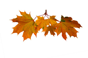 Branch of autumn maple leaves isolated on white background