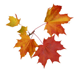 Branch of autumn maple leaves isolated on white background