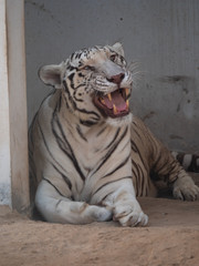 White Bengal Tiger held in captivity