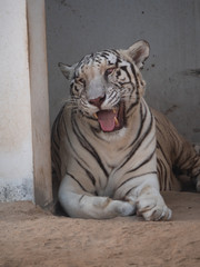 White Bengal Tiger held in captivity