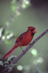 Northern Cardinal (Cardinalis Cardinalis)