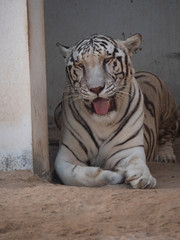White Bengal Tiger held in captivity