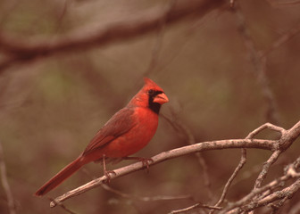 Northern Cardinal (Cardinalis Cardinalis)