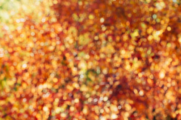 Blurred texture of lush variegated foliage. Defocused nature autumn background in sunset. Blurry natural fall backdrop in sunrise. Multicolor bokeh. Yellow orange red autumn palette in golden hour.