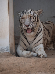 White Bengal Tiger held in captivity