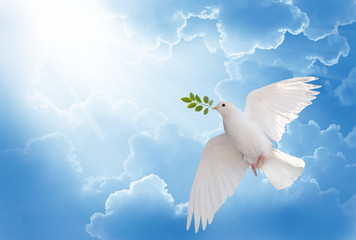 A free white dove holding green leaf branch flying in the sky.
