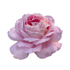 Fresh beautiful pink rose isolated on white background