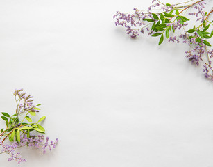 Dried flowers on a white background