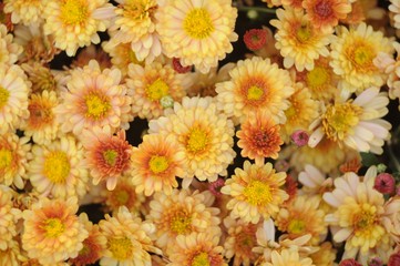 Many yellow chrysanthemum flowers close-up