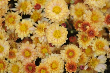 Many yellow chrysanthemum flowers close-up