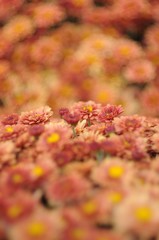 Strip of sharp flowers of orange chrysanthemums with blurred foreground and background