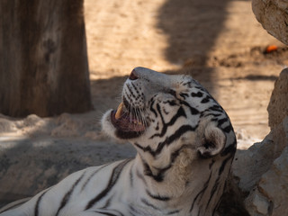 White Bengal Tiger held in captivity