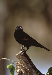 Red-Winged Blackbird (Agelaius Phoeniceus)