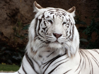 tigre albino