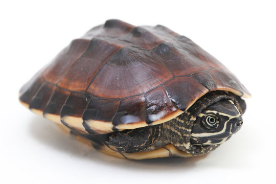 The Malayan snail-eating turtle (Malayemys macrocephala) is a species of turtle in Malayemys genus of the family Geoemydidae isolated on white background