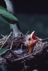 Red-Winged Blackbird (Agelaius Phoeniceus) Baby in Bird Nest