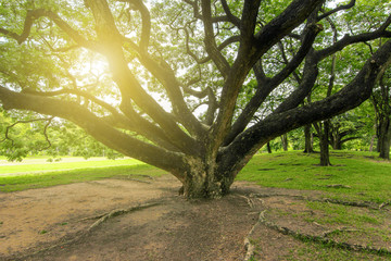 Naklejka premium View of big trees in the garden in the evening