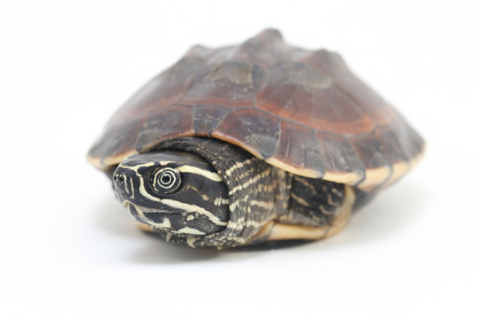 The Malayan snail-eating turtle (Malayemys macrocephala) is a species of turtle in Malayemys genus of the family Geoemydidae isolated on white background
