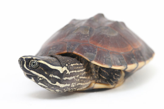 The Malayan snail-eating turtle (Malayemys macrocephala) is a species of turtle in Malayemys genus of the family Geoemydidae isolated on white background