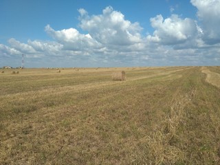 Fototapeta premium field and blue sky
