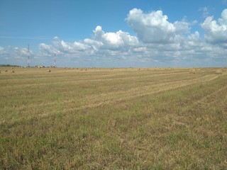 Obraz premium field and blue sky