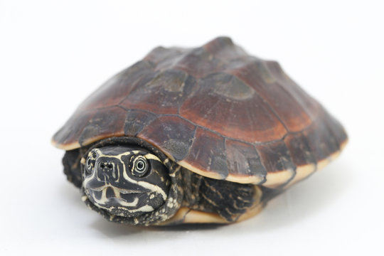 The Malayan snail-eating turtle (Malayemys macrocephala) is a species of turtle in Malayemys genus of the family Geoemydidae isolated on white background