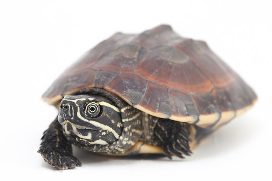 The Malayan snail-eating turtle (Malayemys macrocephala) is a species of turtle in Malayemys genus of the family Geoemydidae isolated on white background