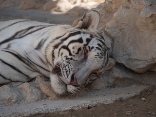 White Bengal Tiger held in captivity