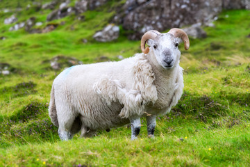 Naklejka na ściany i meble Scottish sheep grazing, Highlands, Scotland