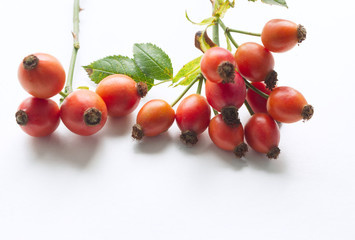 Autumn composition with red rose-hips on white table background. Fall, Halloween and Thanksgiving design.