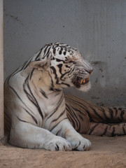White Bengal Tiger held in captivity