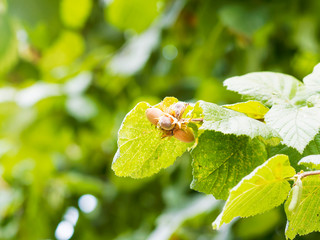 Corylus avellana - Common hazel. Ripe hazelnuts in autumn