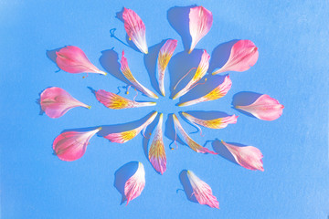 Rose petals iris flower pattern on blue plastic background, beautiful flower pattern