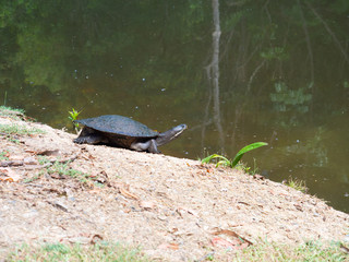 Obraz premium Turtle At The Waters Edge Of A Pond