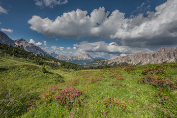 landscape forest in trentino with dolomiti mountain