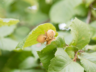 Corylus avellana - Common hazel cultivated for its nuts and hedgerows in Europa with green foliage in heart shaped
