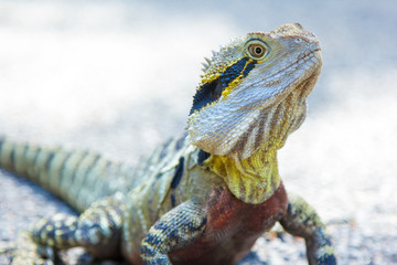 Lizard looking around